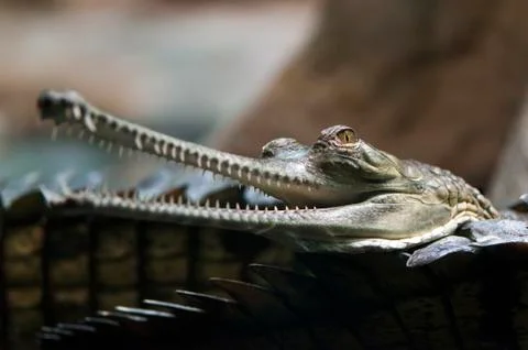 Gharial Stock Photos