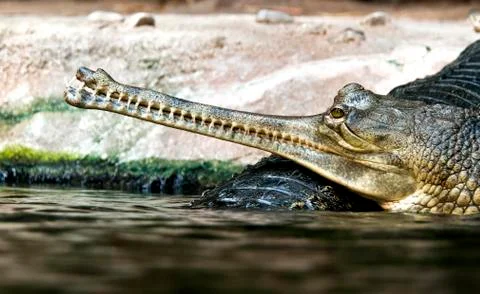 Gharial Stock Photos
