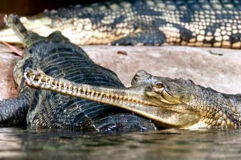Gharial Stock Photos