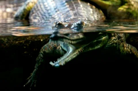 Gharial Stock Photos