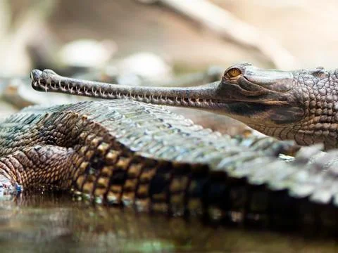 Gharial Stock Photos