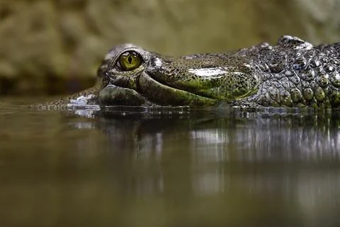 Gharial Foto stock