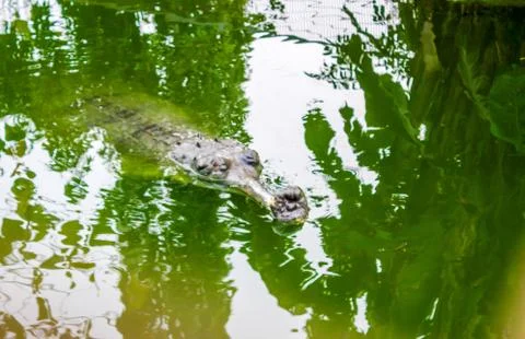 The Gharial Stock Photos