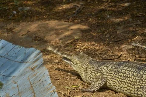 A gharial is relaxing Stock Photos