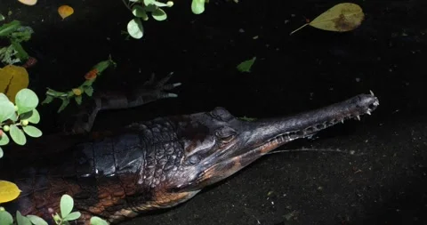 Gharial resting in dark water, long narrow jaws lit by sunlight Stock Footage 320020765