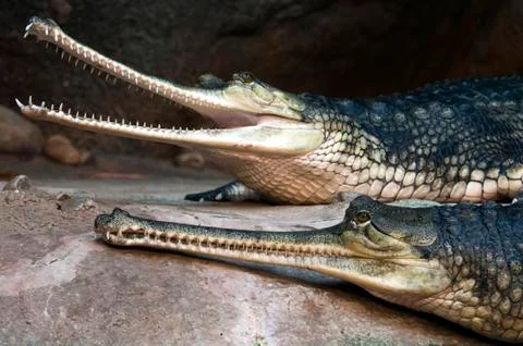 Gharials Foto stock