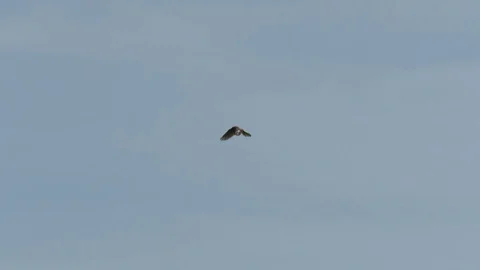 Gheppio Stock Footage 96017378