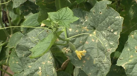 Gherkin flower Stock Footage 41124034