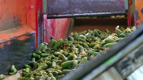 Gherkins on the line processing Stock Footage
