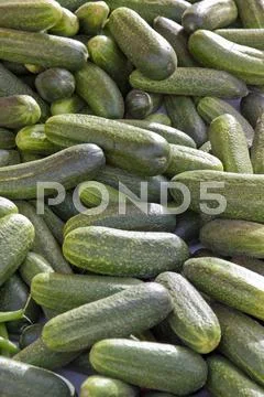 Gherkins Stock Photos