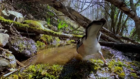 Ghiandaia (Garrulus glandarius ) jay Stock Footage 239865580