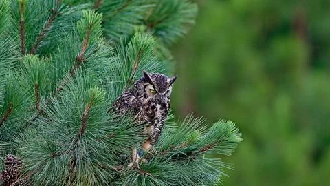 GHornedOwl Stock Photos