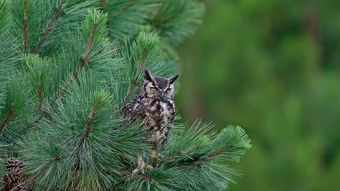 GHornedOwl2 Stock Photos