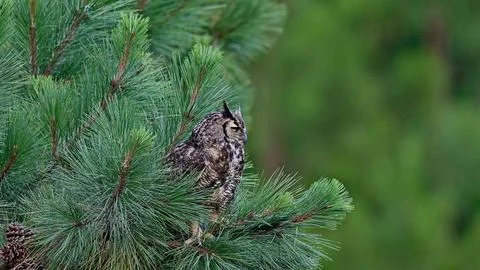 GHornedOwl3 Stock Photos
