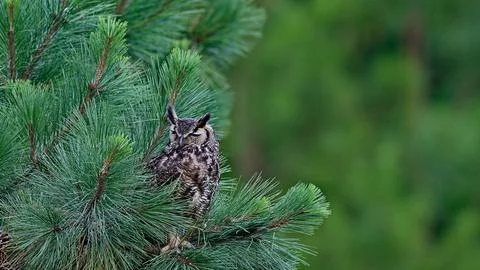GHornedOwl4 Stock Photos