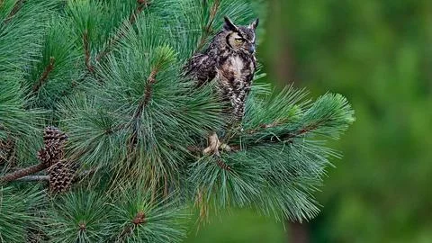 GHornedOwl5 Stock Photos