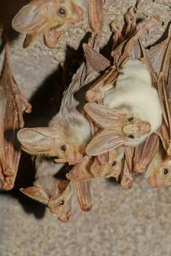 Ghost bat Stock Photos