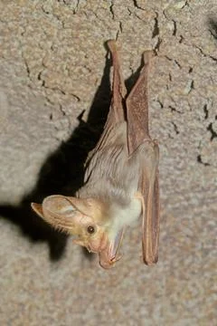 Ghost bat Stock Photos