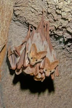 Ghost bat Stock Photos