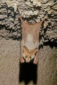 Ghost bat Stock Photos