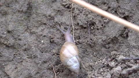 Ghost Bulimulus Snail Climbing Moist Forest Dirt Wall Video stock 306719872