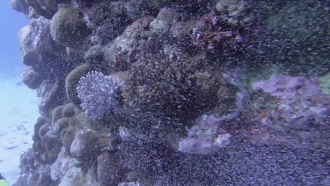 Ghost corals being touched by diver turning changing color from brown to white w Stock-Footage 251298012