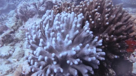 Ghost corals being touched by diver turning changing color from brown to white w Stock Footage 261981565