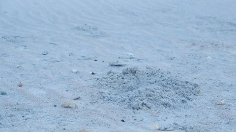 Ghost Crab 1 Stock Footage 108747120