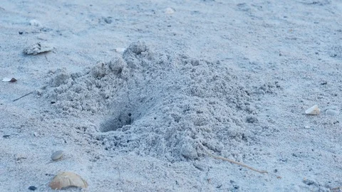 Ghost Crab 2 Stock Footage 108748330