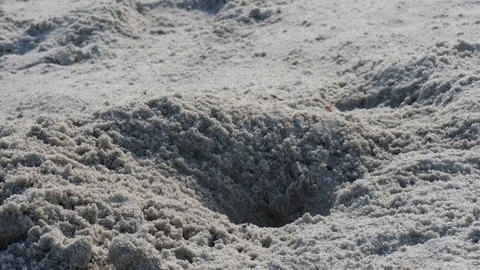 Ghost Crab 3 Stock Footage 108747801