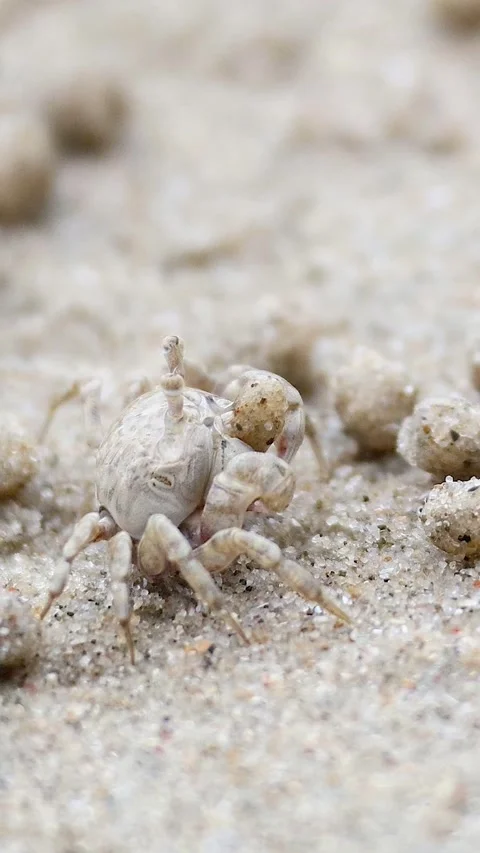 Ghost Crab Activity on Krabi Beach Stock Footage 304400930