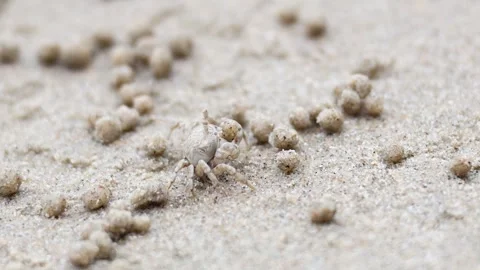 Ghost Crab Activity on Krabi Beach Stock Footage 326373841