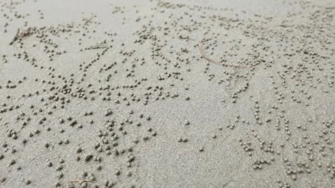 Ghost Crab Activity on Krabi Beach Vídeos de archivo 326632418