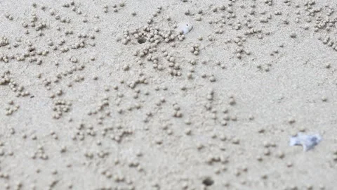 Ghost Crab Activity on Krabi Beach Stock Footage 327352986