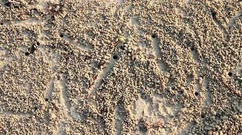 Ghost crab on a beach 库存影片 10716913