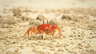 Ghost Crab On Beach At Isla San Cristobal In The Galapagos Stock Footage