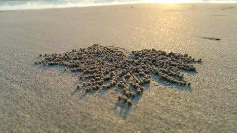 Ghost crab on the beach with mobile camera 스톡 사진