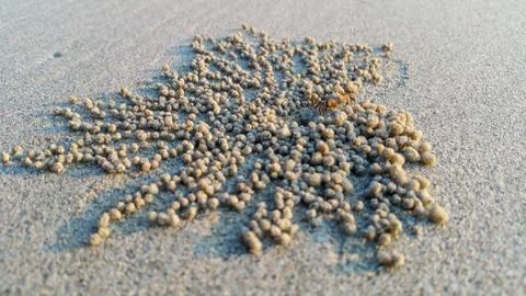 Ghost crab on the beach with mobile camera Stock Photos