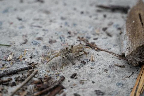 Ghost Crab on the Beach Stock Photos