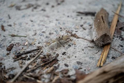 Ghost Crab on the Beach Stock Photos