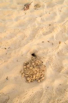 Ghost crab burrow Stock Photos
