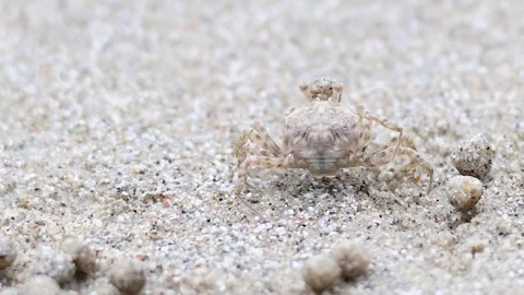 Ghost Crab Camouflaged Among Sand Balls Stock Footage 305809230