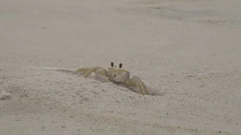Ghost Crab Chincoteague Stock-Footage 234555929
