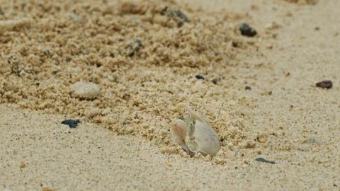 A Ghost Crab Cleaning its Burrow. Stock Footage 254625138