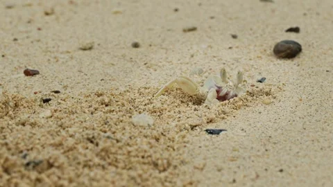 A Ghost Crab Cleaning its Burrow. Stock-Footage 254625165