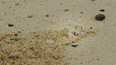 A Ghost Crab Cleaning its Burrow. Stock Footage 255098459