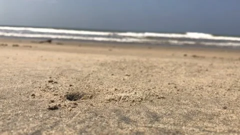 Ghost crab comes out of his hole he made on the beach Stock Footage 199671853