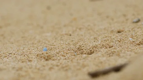 Ghost Crab Coming Out of Sand Stock Footage 75969936