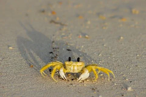 Ghost crab at dawn Stock Photos