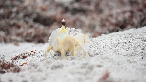 Ghost crab digging hole at beach Stock Footage 79593877